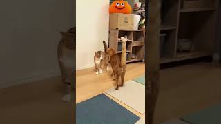 Funny dogs and cats🐱😆