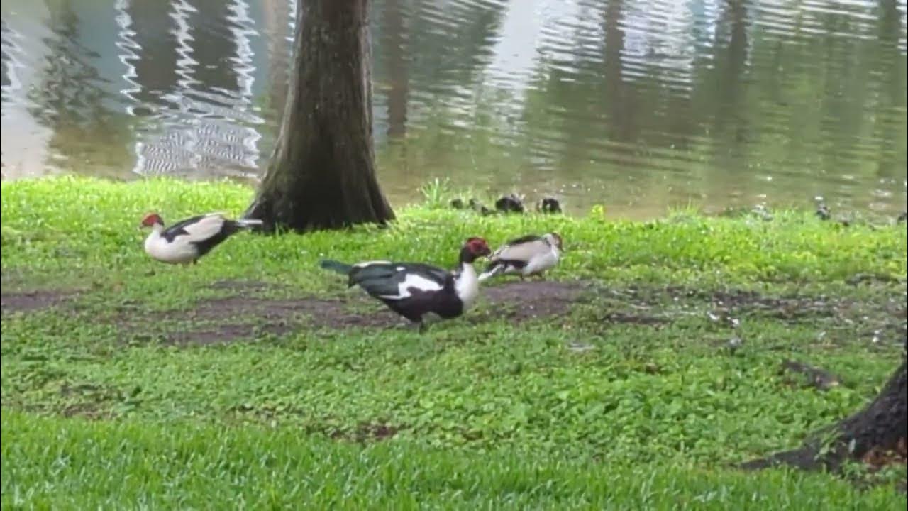 Original Muscovy Duck Mate, Dark Male Also Mated with Female with 7