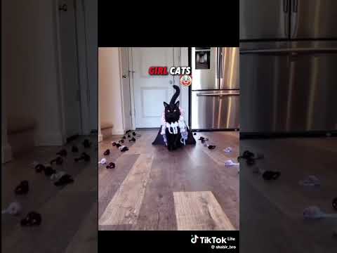 الفرق بين قطط البنات و قطط الأولاد