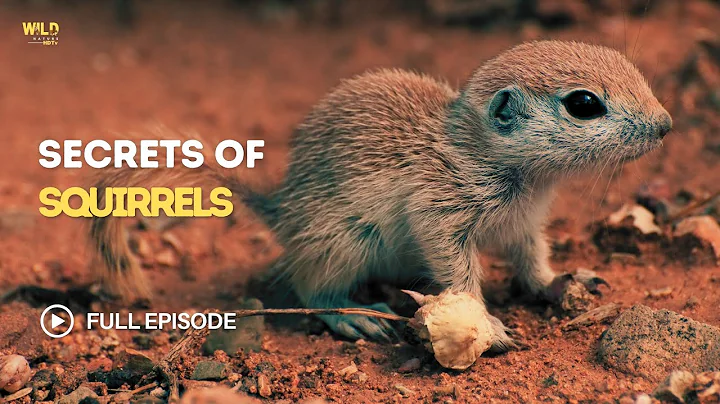 Secrets of Squirrels | The Untold Battle to Save a Species