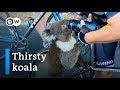 Thirsty koala approaches cyclists for a drink of water | DW News