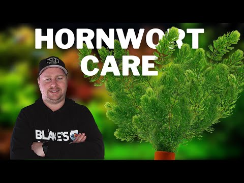 ვიდეო: ჩაძირული Hornwort