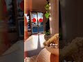 لبان الذكر اللبان الحوجري الاخضر 