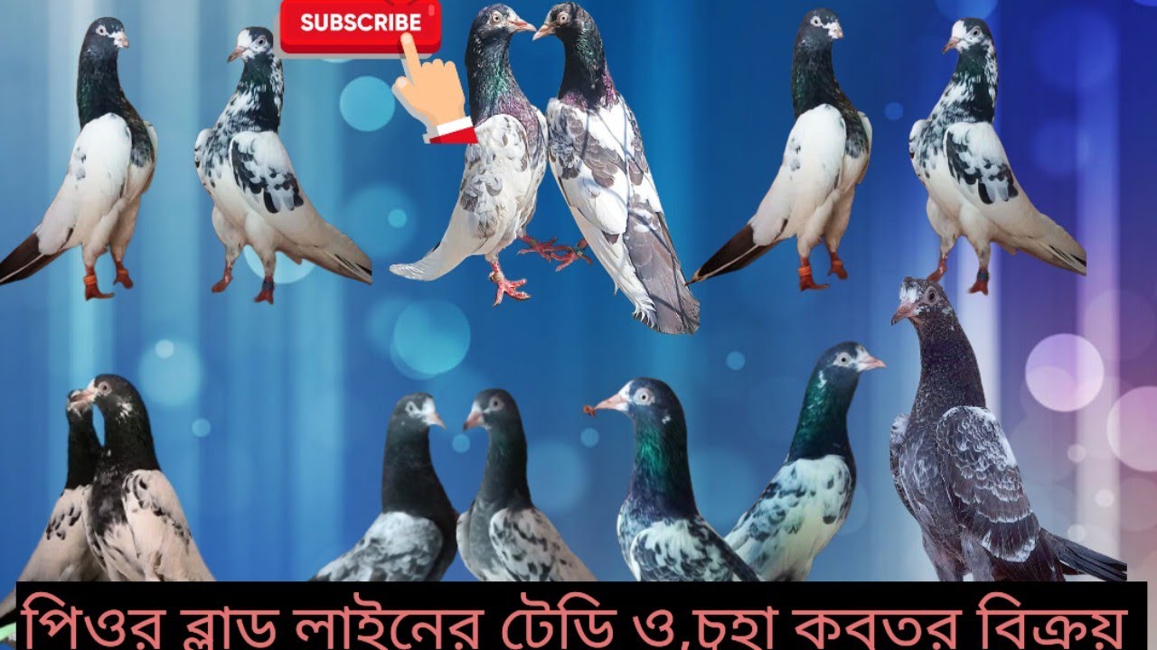 পিওর ব্লাড লাইনের ১২৮ টেডি,ওমান টেডি,১০ নাম্বার টেডি,রয়েল টেডি,সাকি টেডি,ও চুহা কবুতর,