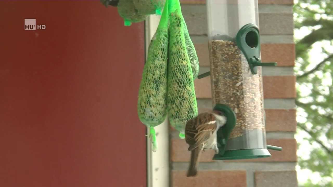 Tuinvogels op balkon / slow tv / Garden birds on the balcony / haussperling / huismus