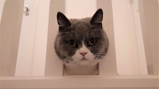 British shorthair relaxing cat video by Furry Friend Coco 858 views 3 years ago 2 minutes, 2 seconds