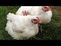 Broiler Feed Formulation| How To Make Your Own Poultry