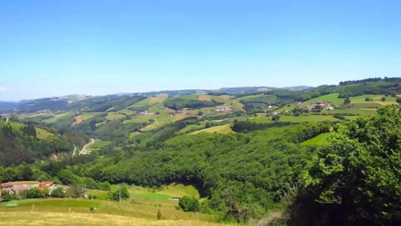 Tineo