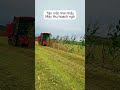Máy thu hoạch ngô #nôngnghiệphay #maythuhoach #thuhoachngo #farming #thietbinongnghiep81