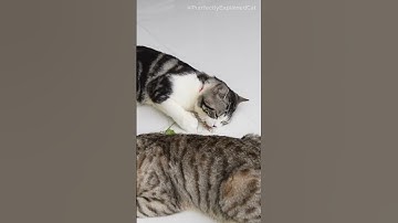 Catnip: The Fascinating Feline Elixir