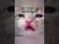#catsAKAmyFAVpat