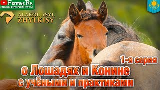 видео: Конина и табунное коневодство Казахстана|Китайское коневодство. Кто разводит лошадей на мясо в Китае картинка: Конина и табунное коневодство Казахстана|Китайское коневодство. Кто разводит лошадей на мясо в Китае