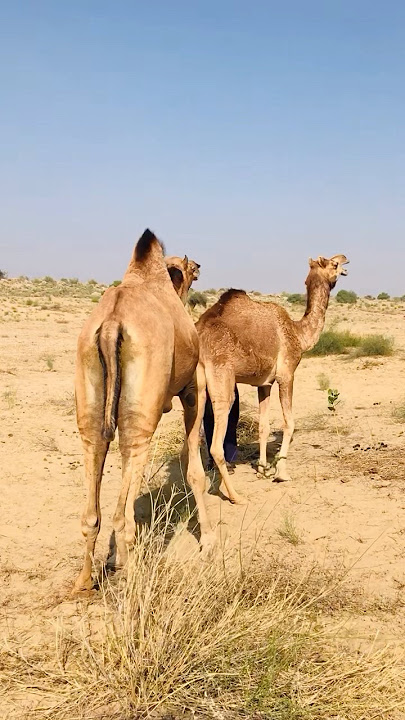 A young pair of camels #shorts