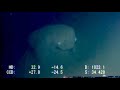 Strange ROV Footage from Sagami Bay | Deepsea Oddities: Unknown