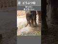 象なのに鼻が使えない