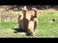 Cutest And funniest horse Videos Compilation cute moment of the horses - Horse world #7