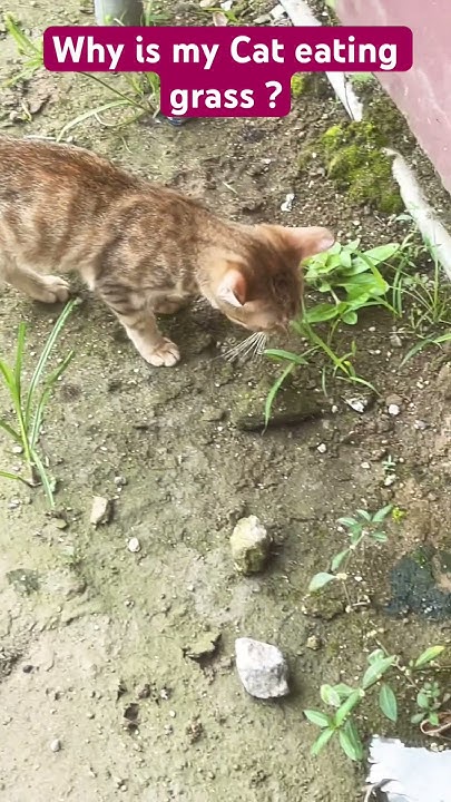 why-is-my-cat-eating-grass-cat-fyp-viral-fyp-fypyoutube-luna