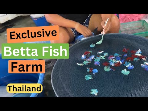 Largest Betta Fish Farm in Thailand !!! See How They Breed Them.