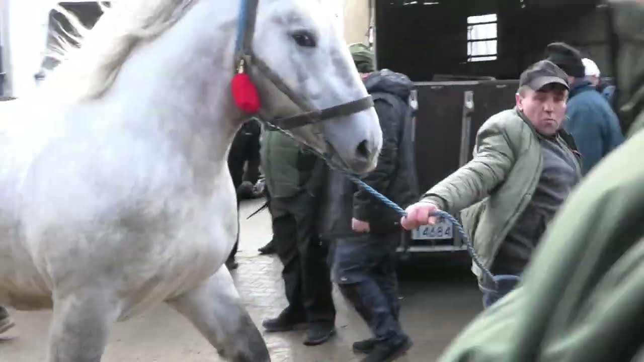 Estrada Folkloru Targi Końskie śpiewa Zespół śpiewaczy Czerwona Jarzębina a przygrywa Kap. H Giedyka