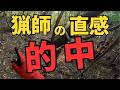 【猟犬の動きが怪しい】吠えずともイノシシがいると分かる瞬間！【狩猟/有害鳥獣駆除】