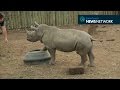 Adorable baby rhino shows his food bowl who's boss