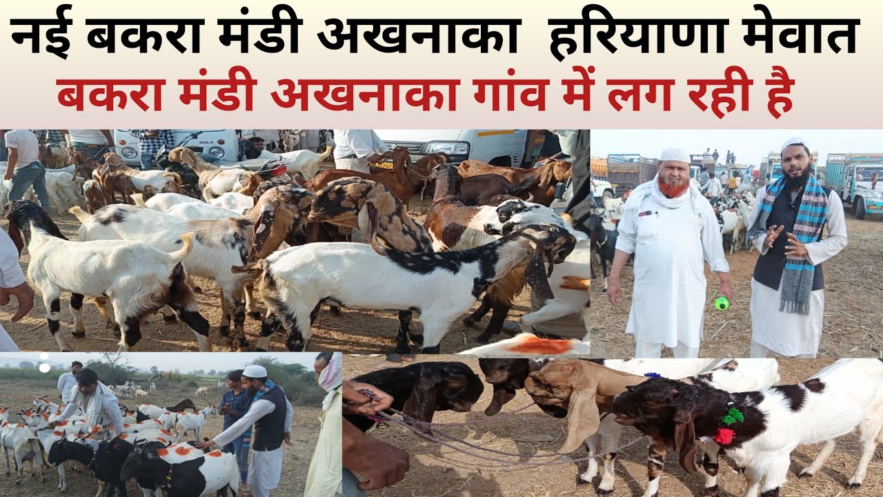 Bakra Mandi akhna Ka Gaon Mein  बकरा मंडी अखनाका गांव में हरियाणा मेवात फिरोजपुर झिरका @9671369795