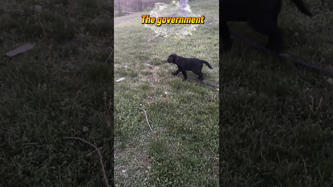 Government lol #puppy