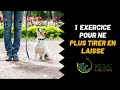 Mon exercice pratique pour mon chien qui tire en laisse 