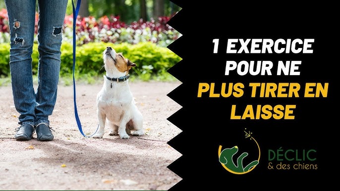 Votre chien tire en laisse ? Découvrez nos méthodes. - Blog Ultra