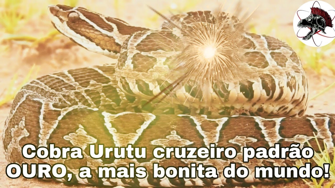 Urutu cruzeiro OURO a cobra mais linda do mundo | Biólogo Henrique o Biólogo das Cobras