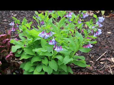 Video: Je mertensia virginica rostlina nebo zvíře?