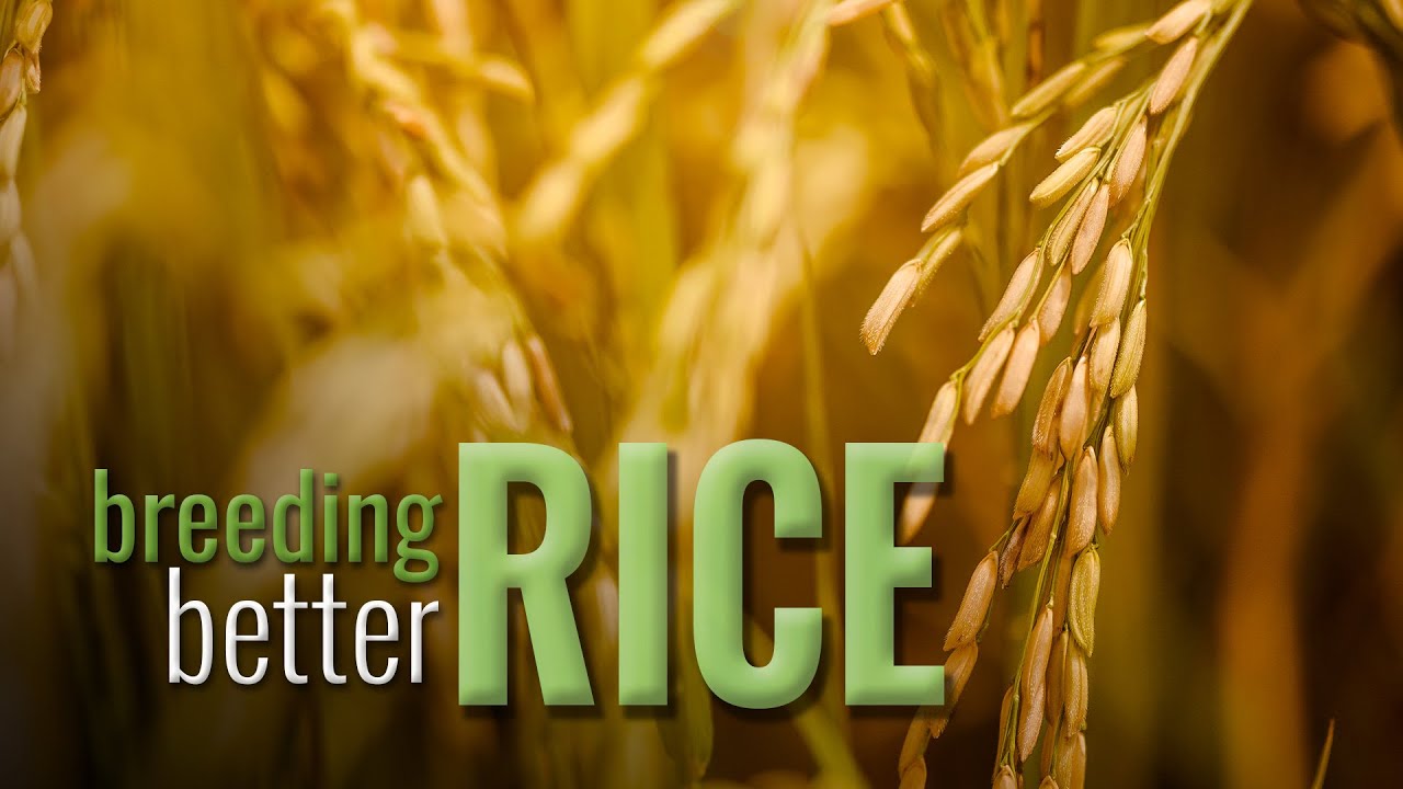 New Rice Varieties Aim to Boost Yields for Louisiana Farmers