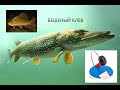 Рыбалка на Щуку |Зимняя рыбалка 2021| Ловля Щуки на жерлицы