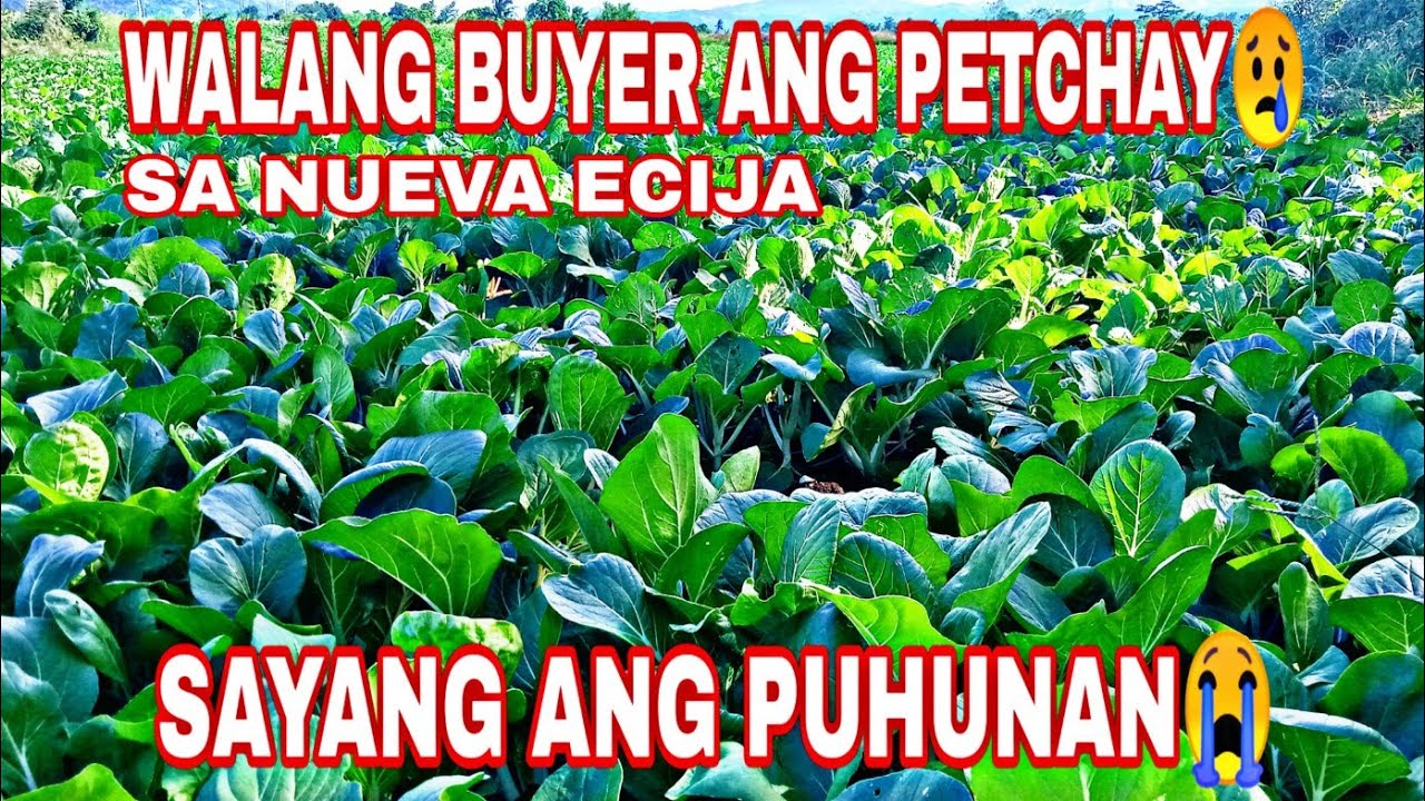 WALA GUSTO BUMILI NG PETCHAY SA NUEVA ECIJA
