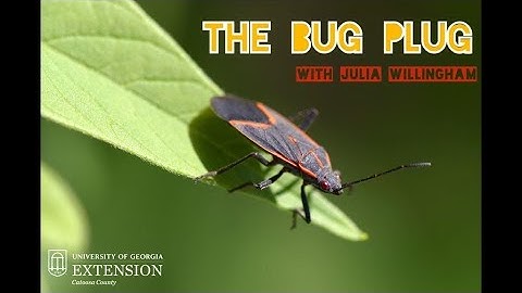 All about BOX ELDER BUGS on The Bug Plug!