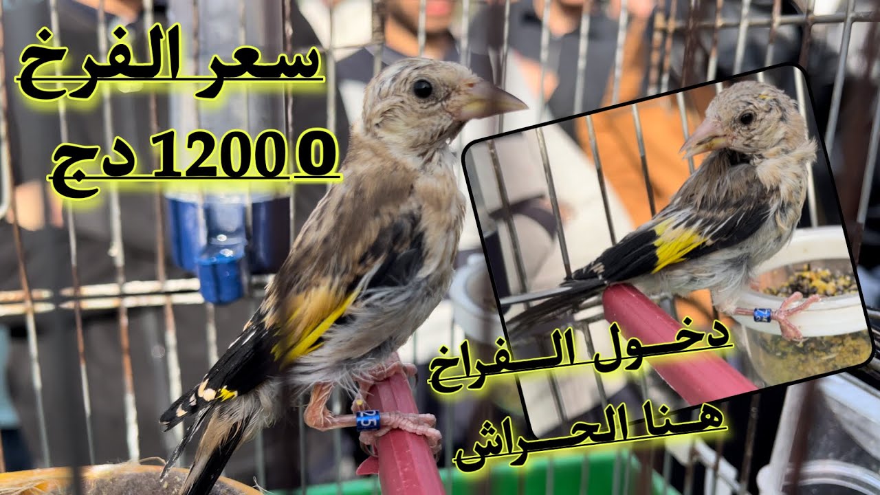 طالب مليون و  ميتين برك  في الفرخ زايدين كاجة ا وكوبلة مقنين دارت 37000DA و الله يربح ا جديد الحراش