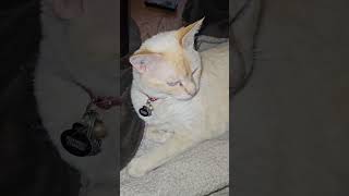 Kai the Spy: Big blanket kitty #kaithespy #ytshorts #catvideos (8/9/26)