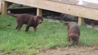 Lab Puppies For Sale