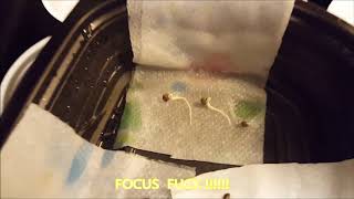 False Teeth, Slurricane, Terple ep. 1