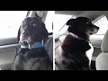 Dogs going to the vet foolish before and after moments