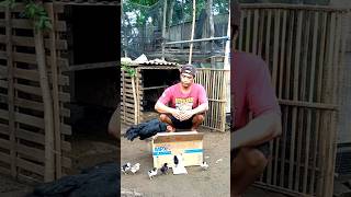 Baru Punya Anak Juga Jinak ayambagus viral ayamkdanung