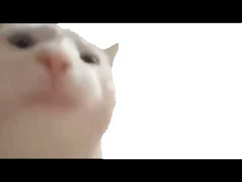 cat vibin again YouTube