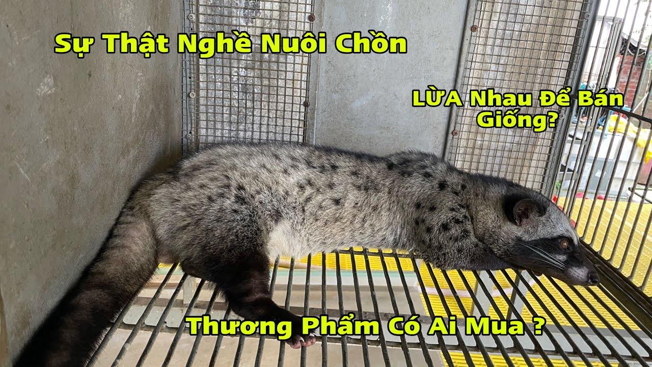 Bài Toán Nuôi Chồn Hương,Có Phải Lừa Nhau Để Bán Con Giống,Con Thịt Ai Mua?