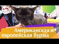 5 отличий европейской бурмы от американской. Особенности. Уход