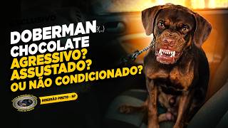 DOBERMAN — CHOCOLATE — DEVOLVIDO 3 VEZES, MAS O PROBLEMA NÃO ERA ELE