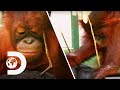 Orangutan Experiment Doesn't Go According To Plan | Meet The Orangutans