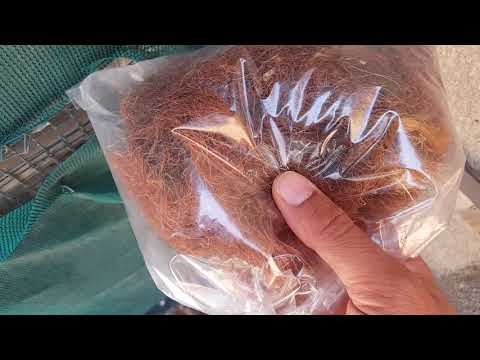 شلون تخلي بلابلك يبيضن والفحل يلقح طرق ناجحه