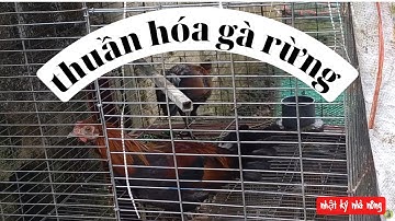 cách thuần hóa  gà rừng mới bẩy về/ nuôi gà rừng cho ăn gì /NKNN