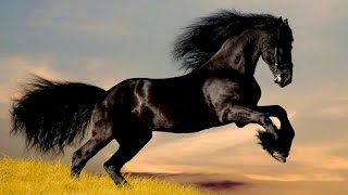 Animal sounds Funny and Cute Horse Videos Compilation cute moment of the horses