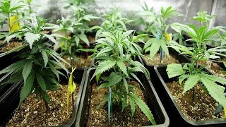 Au Maroc, les routes touristiques du cannabis